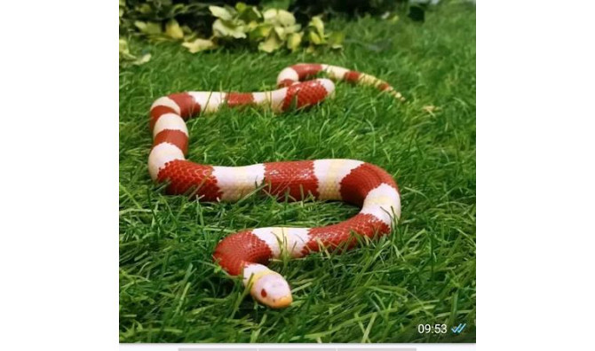 Змеи разных видов Алматы - изображение 3