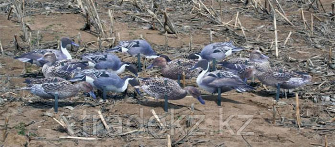 Набор подсадных уток REAL GEESE PRO SERIES II EXTREME PINTAILS (6+6=12 шт.) Алматы - изображение 1