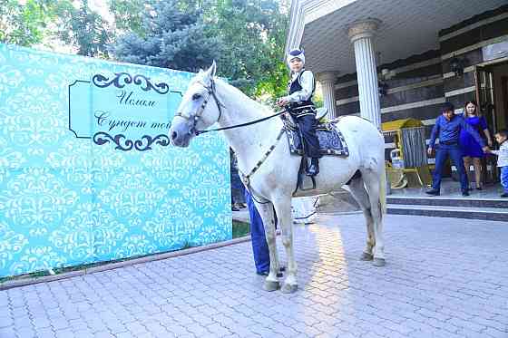 конь, пони, лошадь Almaty