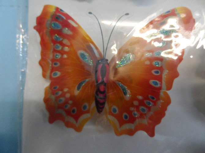 Декоративные бабочки Лисаковск - изображение 1