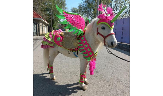 Заказать катание на Пони на Детский праздник. Алматы - изображение 1